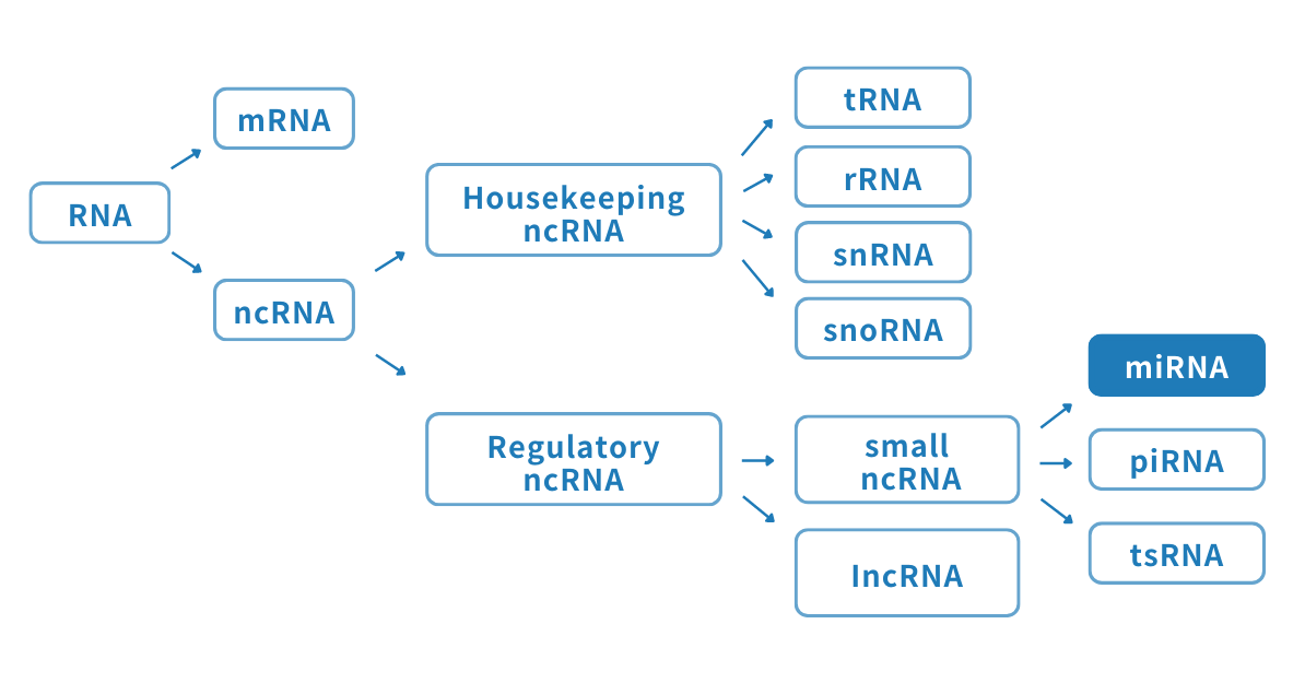 RNAの種類